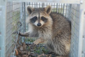 Raccoon Removal Services