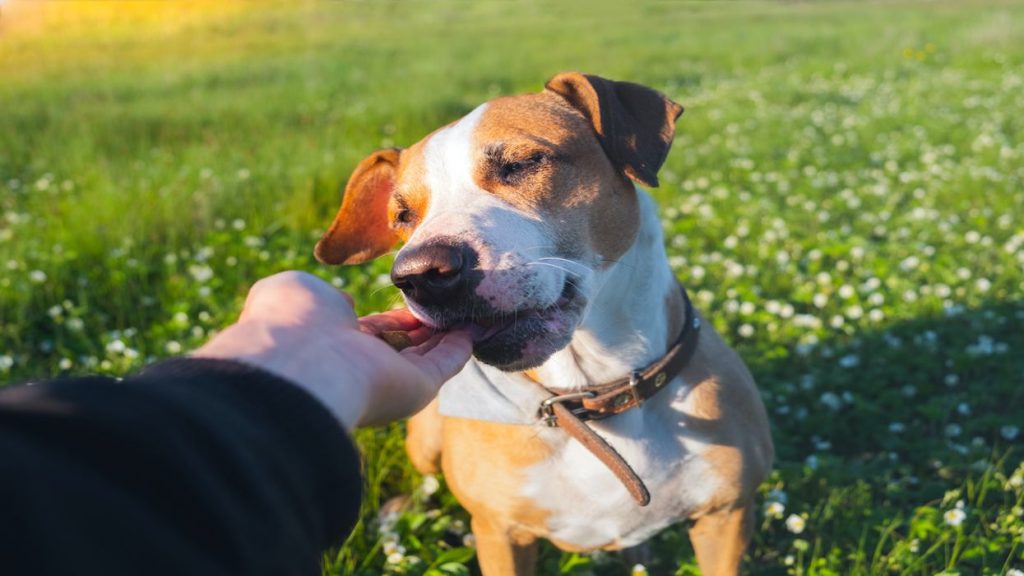 CBD for Dogs